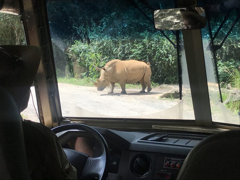 does Disney have remote jobs? - animal kingdom safari