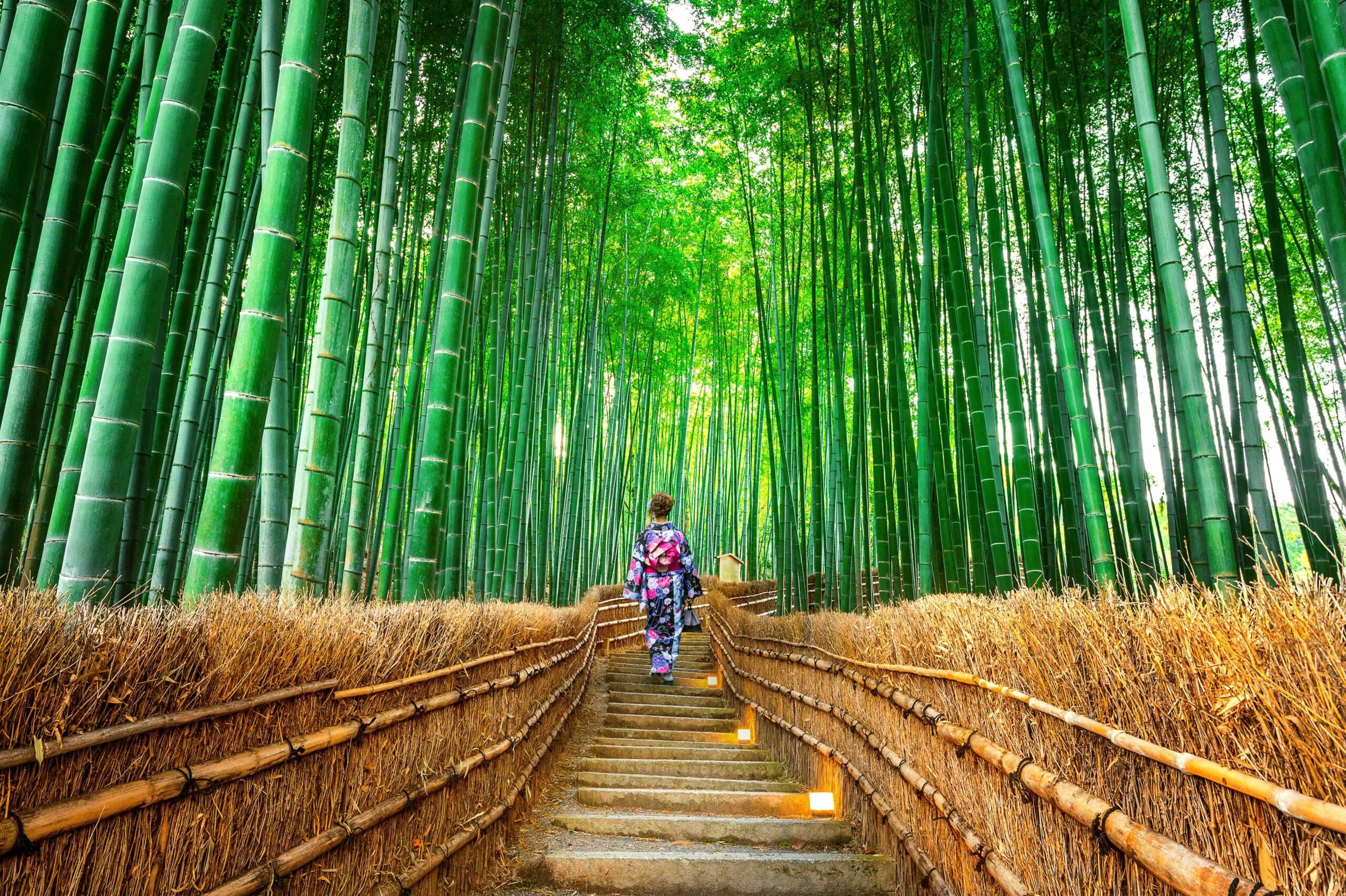 Person walking through large bamboo shoots.